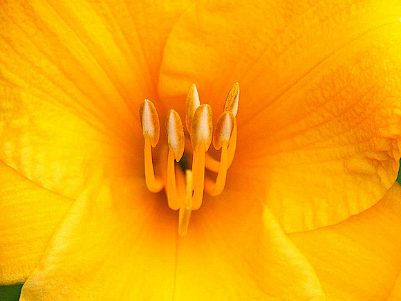 Wildflower stamens