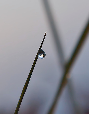 Morning dew.