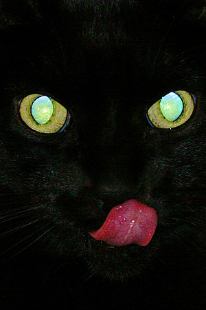 Beaner, one of our cats...