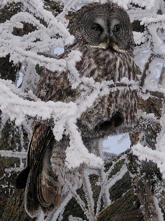 Owl with voles...