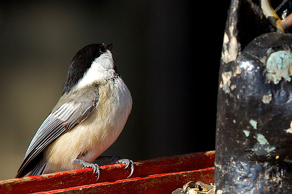 Winter Chick-a-dees and Finches at the feeder.