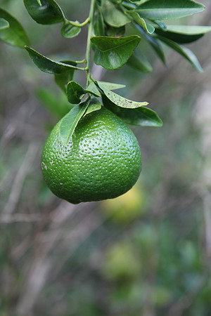 tangerine