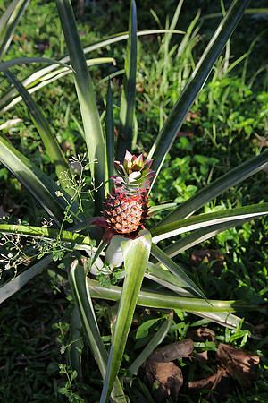 pineapple