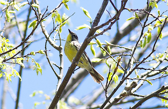 IMG_5736 Kirtland's Warbler