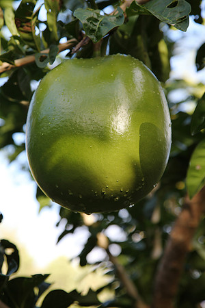 huge football-sized fruit