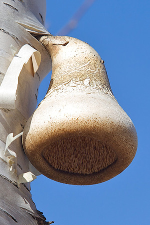 Nice fungus...