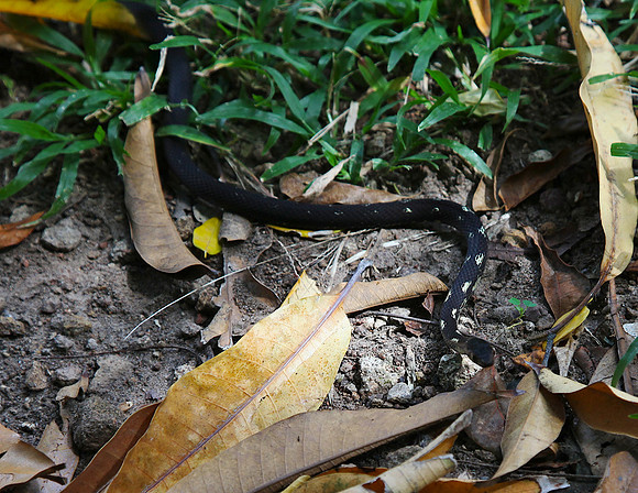 No poisonous snakes in Dominica!