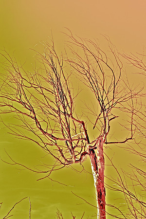 An interesting tree...