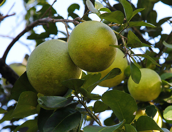grapefruit