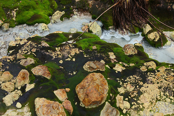 Deep green moss growing beside a warm stream.