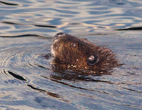 This beaver trimmed our brush for about a week.