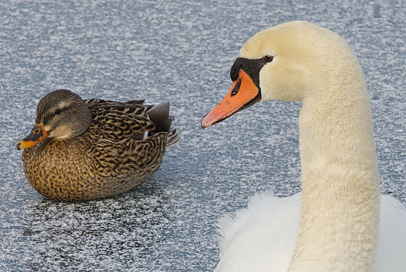Female Mallard Duck and Mute Swan.
