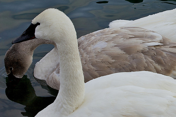 a Trumpeter Swan with still-gray juvenile.