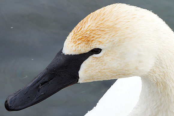 A rare Trumpeter Swan.