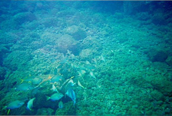 Snorkeling in Soufriere Bay