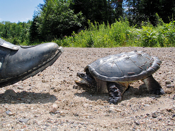 We stopped to let a snapping turtle pass...