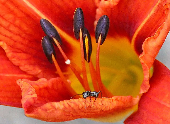 Flower and ant...