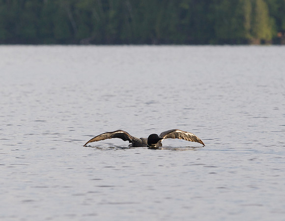 Dickey Lake loon photos.