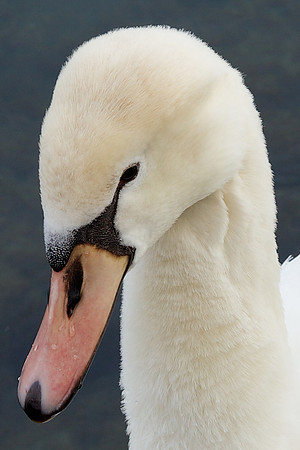 a Mute Swan