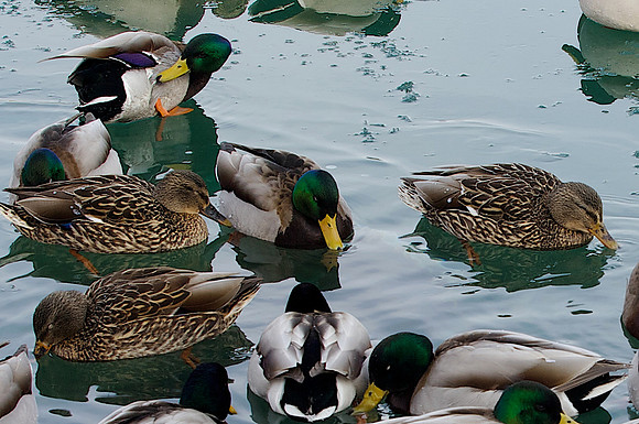 Mallards.