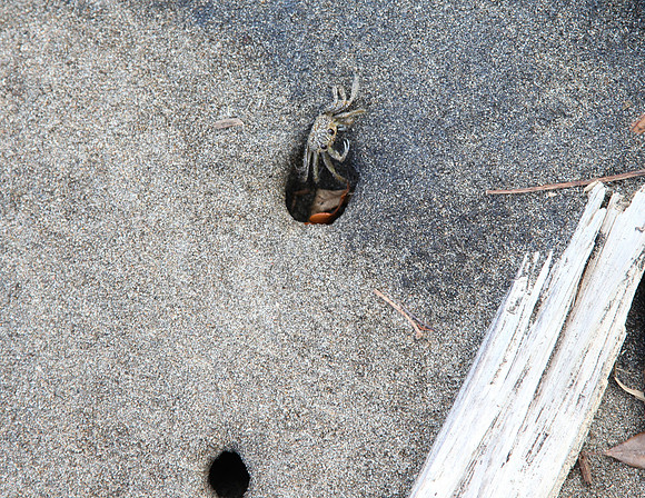 crabs on black sand beach