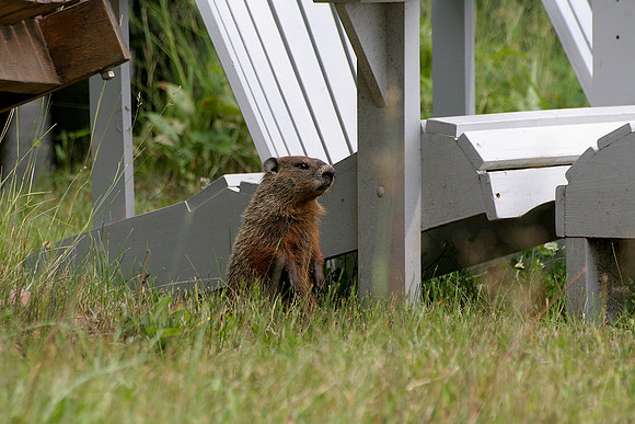 Groundhog visitor - for about a week only.