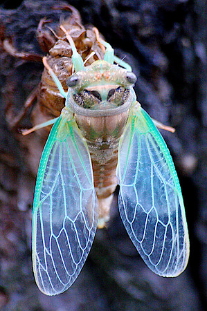 Cicada coming out from it's crysalis.