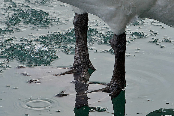 Swan feet...