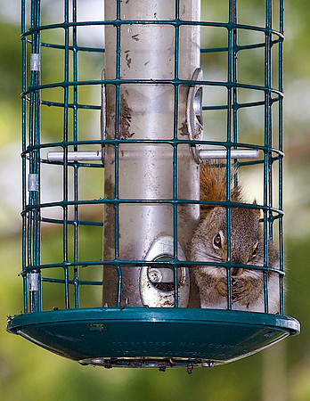 Squirrel-proof bird feeder...